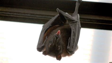 福發 蝙蝠跑進家裡怎麼辦